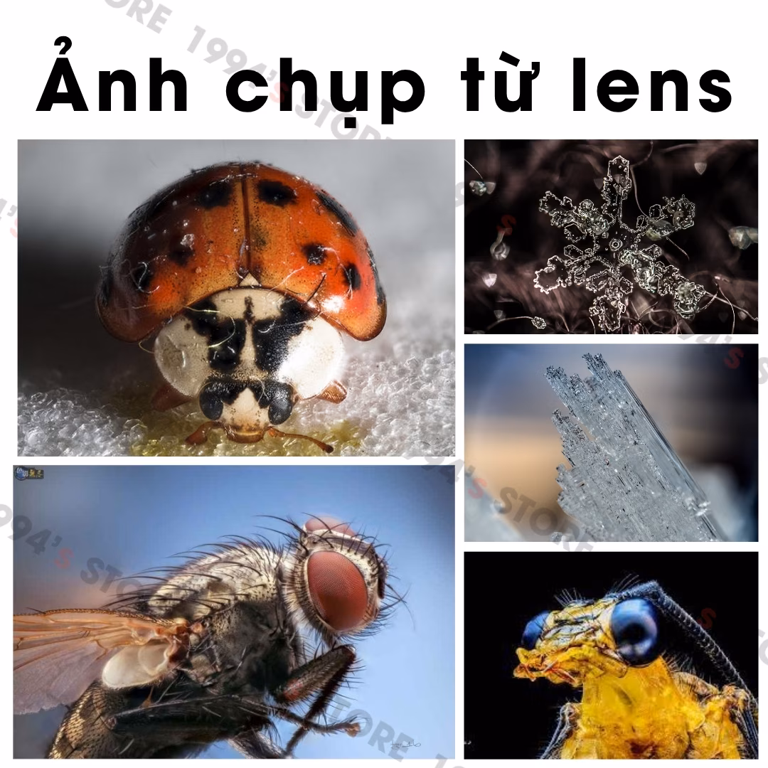 Lens chụp côn trùng chuyên nghiệp